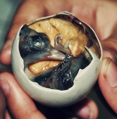 balot_by_queijokuki_hdr