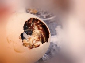 how_to_eat_balut_3_MMM80003387